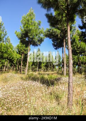 Un tapis d'égouts roses et blancs (fleurs d'Helichrysum) poussant sous une plantation de pins dans la région de Kaapsche Hoop en Afrique du Sud Banque D'Images
