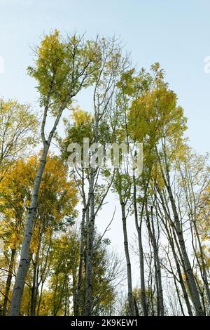 Fraxinus excelsior. Cendre les arbres dans la lumière d'automne tôt le matin. Angleterre Banque D'Images