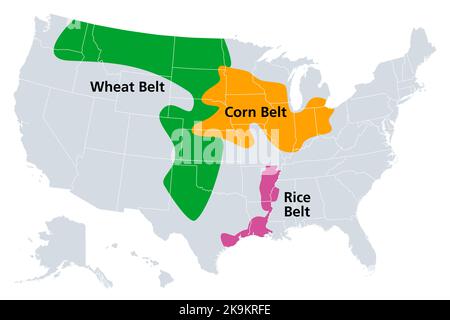 Ceinture de maïs, ceinture de blé et ceinture de riz des États-Unis, carte politique. Régions qui cultivent la partie dominante des nations du maïs, du blé et du riz. Banque D'Images