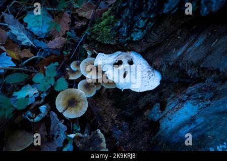 Pleurote (Pleurotus ostreatus) Banque D'Images