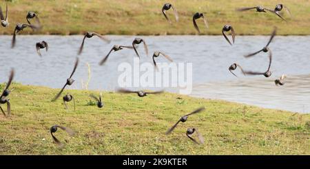 Les étoiles prennent le vol Banque D'Images