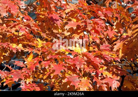 Belles couleurs d'automne comme les feuilles changent de couleur et commencent à tomber des arbres, Londres, Royaume-Uni Banque D'Images