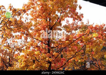 Splendeur d'automne, Broomfield Park, Palmer's Green, North London, Royaume-Uni Banque D'Images