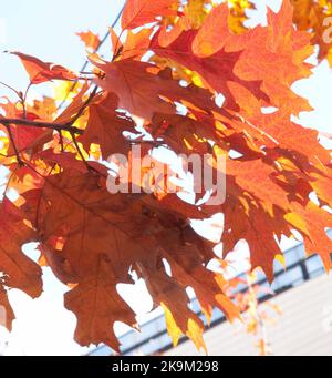 Splendeur d'automne, Broomfield Park, Palmer's Green, North London, Royaume-Uni Banque D'Images