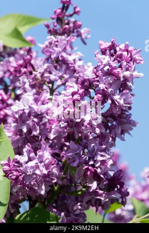 Belle, lilas, lilas français, syringa lilas, fleurs, Floraison, fleurs, Portrait, lumière, fleur pourpre, Syringa 'Lesostepnaja' Banque D'Images