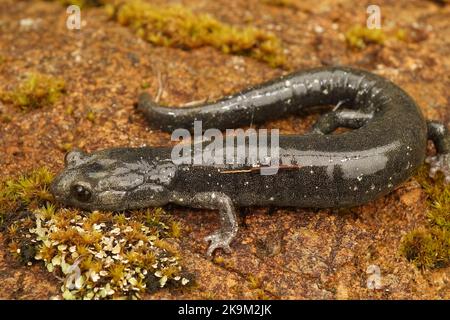 Gros plan sur le vert typique, pas encore noir foncé sous-adulte mineur salamandre noire, Anoides flavipunctatus Banque D'Images