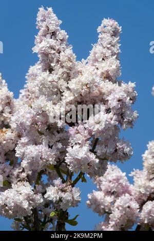 Belle, floraison, branche, lumineux, lilas, Syringa 'Rosace', Syringa vulgaris, blanc, ciel de Blooms Banque D'Images