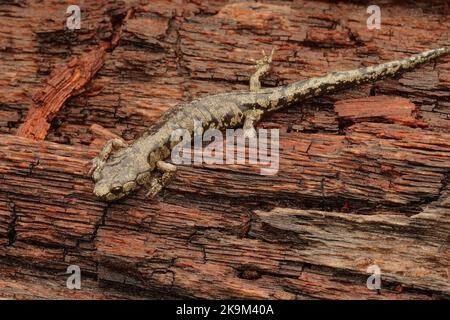 Gros plan sur une salamandre pourpre juvénile, Anoides ferreus, assise sur le séquoia dans le nord de la Californie Banque D'Images