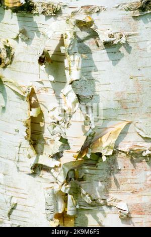 Betula papyrifera, Bark, bouleau, écorce d'arbre, tronc, Texture, tronc d'arbre Banque D'Images