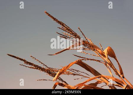 Récolte d'automne, les tiges de maïs se balancent dans les champs. Banque D'Images