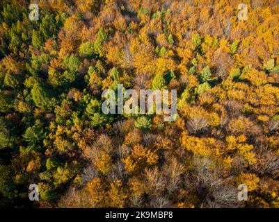 Vue aérienne de l'automne. Vue de haut en bas de la forêt d'automne avec des arbres verts et jaunes. Banque D'Images