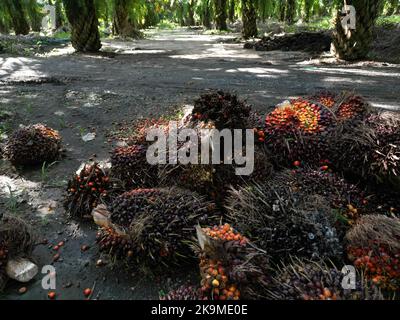 Fruits de l'huile de palme sur le sol dans la plantation Banque D'Images