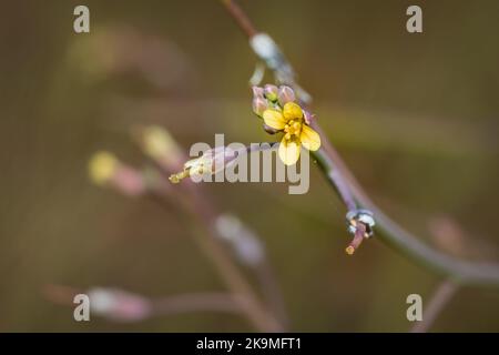 (Sisymbrium orientale) fleurs sauvages jaunes d'hédgemustard indiennes au printemps, le Cap, Afrique du Sud Banque D'Images