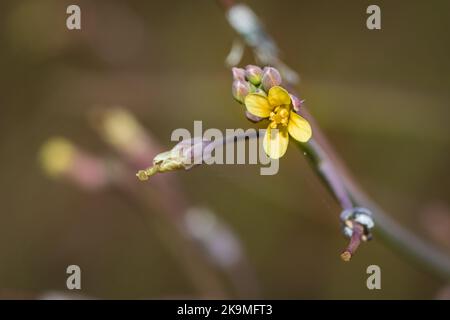 (Sisymbrium orientale) fleurs sauvages jaunes d'hédgemustard indiennes au printemps, le Cap, Afrique du Sud Banque D'Images