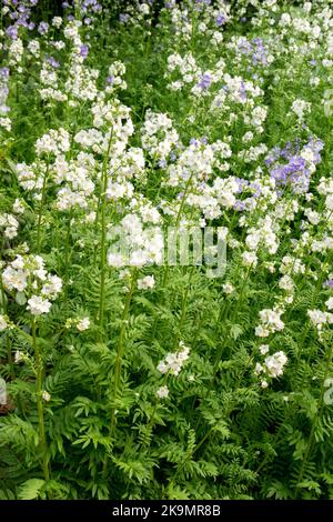 Jacobs Ladder, Polemonium caeruleum 'Album', blanc, fleurs Banque D'Images