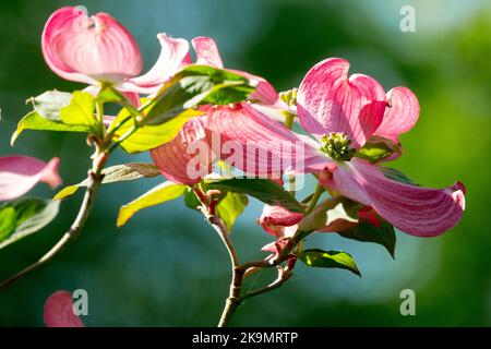 Bois de chien de l'est, Cornus florida Rubra, bois de chien en fleurs, fleur, gros plan, Bloom, Cornus 'Rubra' Flowering Dogwood Cornus florida Banque D'Images