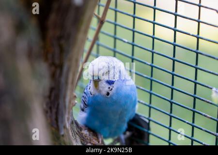 Gros plan du budgerigar bleu coloré (parakeet commun, parakeet coquillage, Melopsittacus undulatus) Banque D'Images