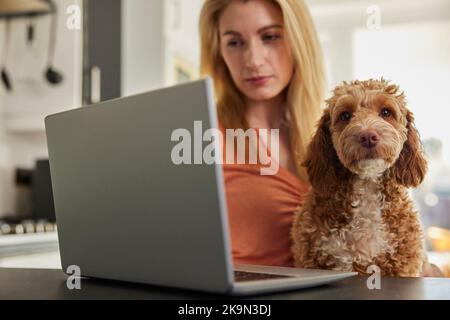 Femme avec chien de Cockapoo d'animal recherchant l'assurance sur ordinateur portable à la maison Banque D'Images