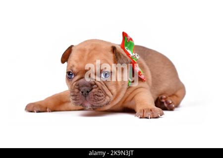 Mignon rouge fauve coloré 3 semaines chien Bulldog français chiot sur fond blanc Banque D'Images