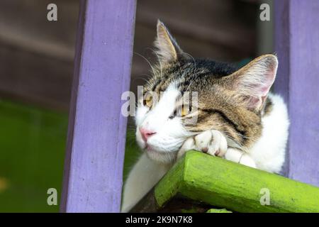 chaton chat mastieusement sur les escaliers à la maison animal regardant à l'extérieur Banque D'Images