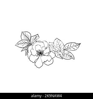 Rose sauvage avec feuilles. Esquisse vectorielle. Illustration dessinée à la main. Élément botanique. Fleur de Dogrose. Illustration de Vecteur