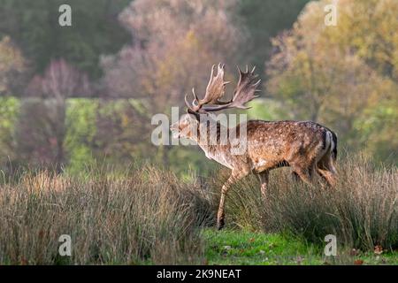 Mâle/mâle avec gros bois de cerf de Virginie (Dama dama) en bordure de forêt au lek pendant la rut d'automne en octobre Banque D'Images