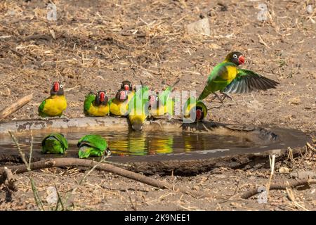 Un groupe d'oiseaux d'amour jaunes élevés autour d'un bassin d'oiseaux en Tanzanie. Banque D'Images