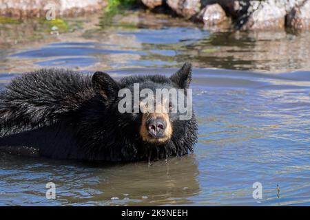 Ours noir américain (Ursus americanus) baignant dans l'eau de l'étang Banque D'Images