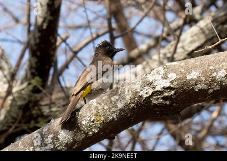 Un bulbul blanc et spectaculaire dans un arbre en Tanzanie, par beau temps. Banque D'Images