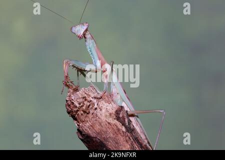 Budwing mantis (parasphendale affinis) Stock Photo