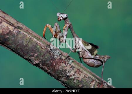 Budwing mantis (parasphendale affinis) Stock Photo