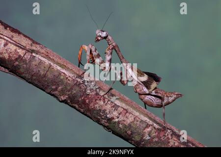 Budwing mantis (parasphendale affinis) Stock Photo