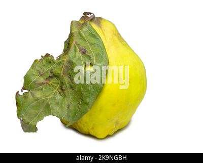 Sur fond blanc. Fruits de forme inhabituelle. Coing horrible. Les fruits s'isolent avec des dépliants. Forme inégale. Une alimentation saine. Ingrédient pour la confiture. Harves Banque D'Images