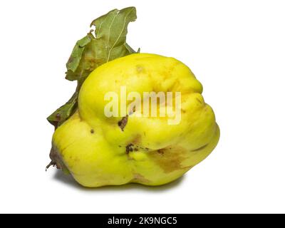 Sur fond blanc. Fruits de forme inhabituelle. Coing horrible. Les fruits s'isolent avec des dépliants. Forme inégale. Une alimentation saine. Ingrédient pour la confiture. Harves Banque D'Images