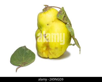 Sur fond blanc. Fruits de forme inhabituelle. Coing horrible. Les fruits s'isolent avec des dépliants. Forme inégale. Une alimentation saine. Ingrédient pour la confiture. Harves Banque D'Images