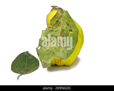 Sur fond blanc. Fruits de forme inhabituelle. Coing horrible. Les fruits s'isolent avec des dépliants. Forme inégale. Une alimentation saine. Ingrédient pour la confiture. Harves Banque D'Images