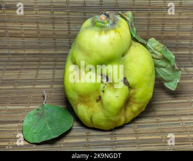 Coing mûr sur la table en gros plan. Fruits de forme inhabituelle. Un coing pourri laid. Fruit avec des feuilles. Forme inégale. Une alimentation saine. Ingrédient pour la confiture. Banque D'Images