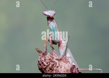 Budwing mantis (parasphendale affinis) Stock Photo