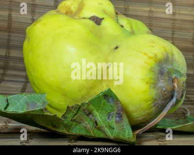 Coing mûr sur la table en gros plan. Fruits de forme inhabituelle. Un coing pourri laid. Fruit avec des feuilles. Forme inégale. Une alimentation saine. Ingrédient pour la confiture. Banque D'Images