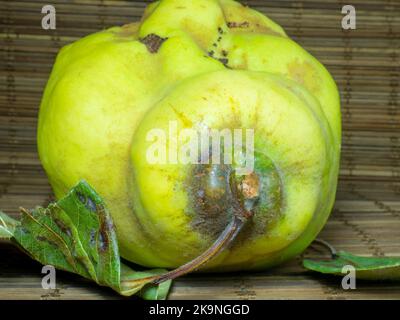 Coing mûr sur la table en gros plan. Fruits de forme inhabituelle. Un coing pourri laid. Fruit avec des feuilles. Forme inégale. Une alimentation saine. Ingrédient pour la confiture. Banque D'Images