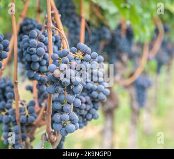 Variété de raisin Lagrein. Le Lagrein est un cépage rouge originaire des vallées du Tyrol du Sud, dans le nord de l'italie. Système de formation Guyot Vine - Italie Banque D'Images