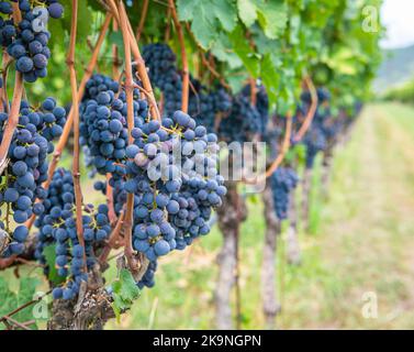 Variété de raisin Lagrein. Le Lagrein est un cépage rouge originaire des vallées du Tyrol du Sud, dans le nord de l'italie. Système de formation Guyot Vine - Italie Banque D'Images