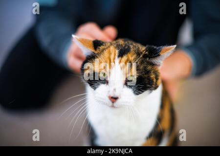 Homme propriétaire d'animal de compagnie liant avec calico chat en frottant tête de petting amis amitié compagnon animal de compagnie, adorable kitty Banque D'Images