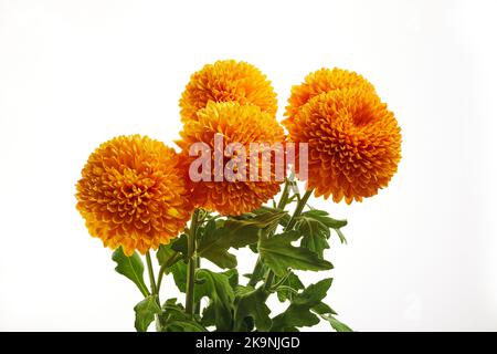 Fleurs de chrysanthème d'orange isolées sur fond blanc. Banque D'Images