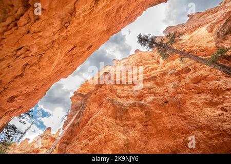 En regardant sous un angle bas, vous découvrirez les formations colorées du canyon en grès du Queens Garden Navajo Loop Trail au parc national de l'Utah Bryce Canyon Banque D'Images