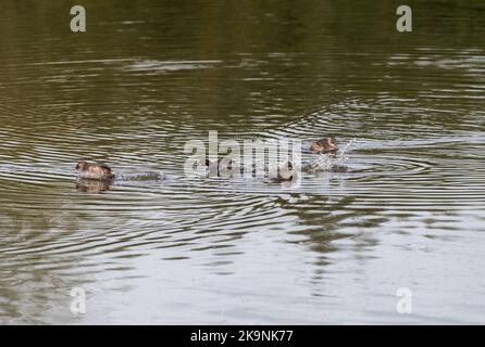 Litte Grebe (Tachybaptus ruficollis) Banque D'Images