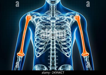 Rayons X de l'humérus. Ostéologie du squelette humain, des os du bras ou du membre supérieur et illustration du rendu 3D. Anatomie, médecine, science, biologie, santé Banque D'Images