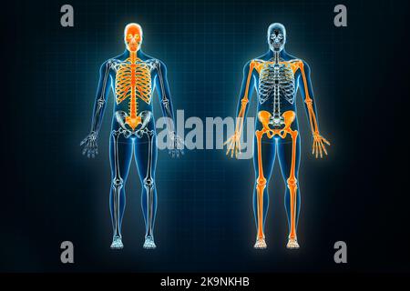 Vue frontale ou antérieure des rayons X du système squelettique axial et appendiculaire. Ostéologie de l'illustration de rendu du squelette humain 3D. Anatomie, médical, scie Banque D'Images