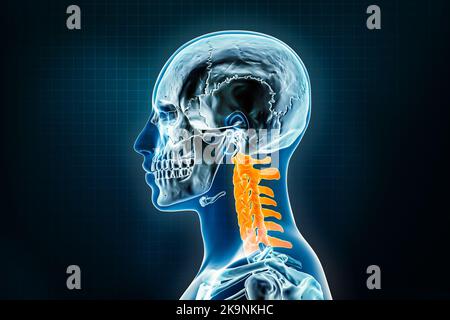 Vue latérale ou de profil des vertèbres cervicales. Ostéologie du squelette humain, illustration du rendu de la colonne vertébrale 3D. Anatomie, médecine, science, biologie Banque D'Images