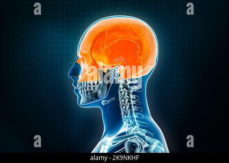 Vue latérale ou de profil des os du crâne ou du crâne. Ostéologie de l'illustration de rendu du squelette humain 3D. Anatomie, médical, science, biologie, h Banque D'Images